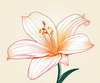 Minimalist Line Art of Lily's Outward-Facing Blossom