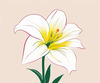 Minimalist Line Art of Lily's Outward-Facing Blossom