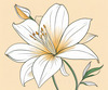Minimalist Line Art of Lily's Outward-Facing Blossom