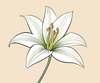 Minimalist Line Art of Lily's Outward-Facing Blossom