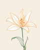 Minimalist Line Art of Lily's Outward-Facing Blossom