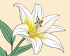 Minimalist Line Art of Lily's Outward-Facing Blossom