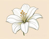 Minimalist Line Art of Lily's Outward-Facing Blossom
