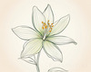 Minimalist Line Art of Lily's Outward-Facing Blossom
