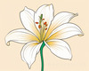 Minimalist Line Art of Lily's Outward-Facing Blossom