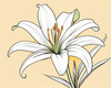 Minimalist Line Art of Lily's Outward-Facing Blossom