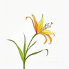 Minimalist Line Art of Lily's Outward-Facing Blossom