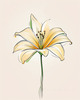 Minimalist Line Art of Lily's Outward-Facing Blossom