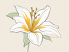 Minimalist Line Art of Lily's Outward-Facing Blossom