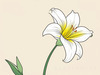 Minimalist Line Art of Lily's Outward-Facing Blossom