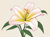 Minimalist Line Art of Lily's Outward-Facing Blossom