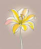 Minimalist Line Art of Lily's Outward-Facing Blossom
