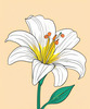 Minimalist Line Art of Lily's Outward-Facing Blossom