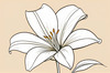 Minimalist Line Art of Lily's Outward-Facing Blossom