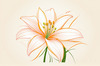 Minimalist Line Art of Lily's Outward-Facing Blossom