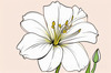 Minimalist Line Art of Lily's Outward-Facing Blossom
