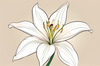 Minimalist Line Art of Lily's Outward-Facing Blossom