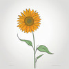 Minimalist Line Drawing of Sunflower with Hinted Central Disk