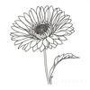 Minimalist Line Drawing of Sunflower with Hinted Central Disk