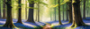 Sunlit Bluebell Glade in Forest Landscape Art Print