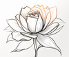 Minimalist Line Art of a Rose Bud About to Bloom