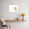 Trumpet Daffodil Sway Kitchen Demo