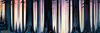 Printable Twilight Scene of Stars Twinkling in Fir Forest Landscape