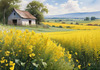 Yellow Canola Fields in Bloom Contrasted by Blue Sky and Distant Barn Landscape Print