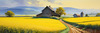 Yellow Canola Fields in Bloom Contrasted by Blue Sky and Distant Barn Landscape Print