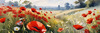 Bright Red Poppy Field with White Daisies Against Blue Sky Art Print