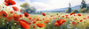Bright Red Poppy Field with White Daisies Against Blue Sky Art Print