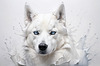 Abstract Art of White Siberian Husky with Icy Eyes