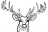 Minimalist Line Art Emphasizing White-Tailed Deer Antler Curve