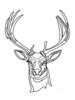 Minimalist Line Art Emphasizing White-Tailed Deer Antler Curve